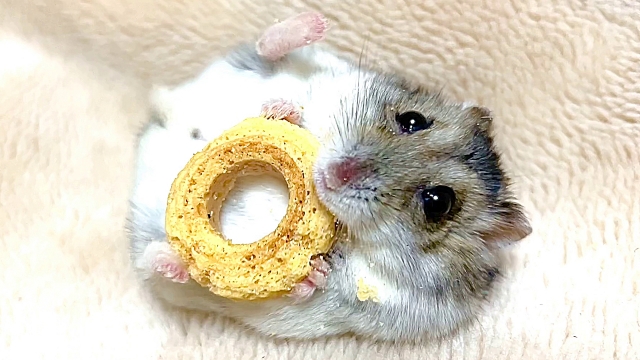 ハムスターの種類は？飼う時の注意点も解説！